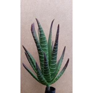 Aloe Plant Small